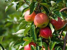 yearly compound interest of apple tree = 0%